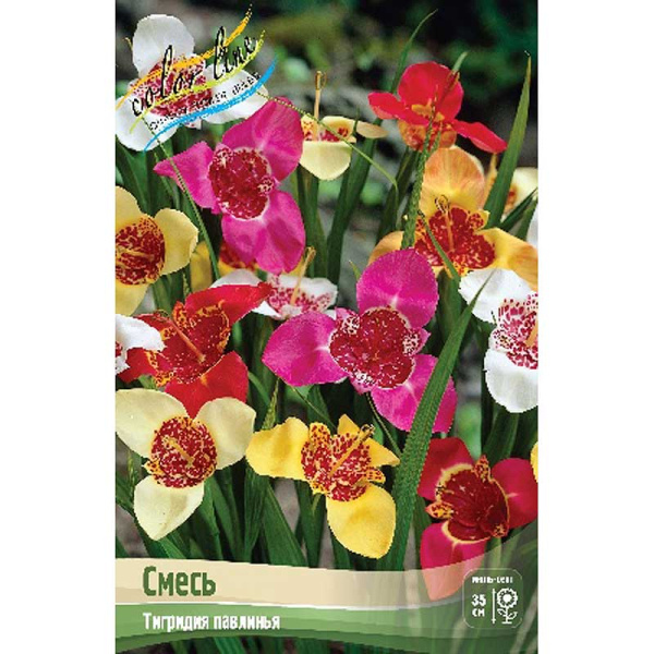 Тигридия Смесь 7/9 10 шт