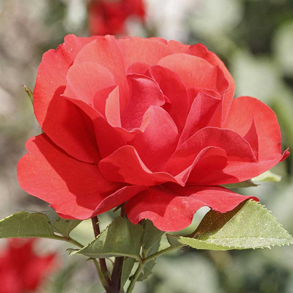 Роза шраб Паприка Садовита