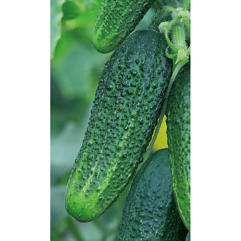 Огурец Отело F1 10шт Садовита Ц