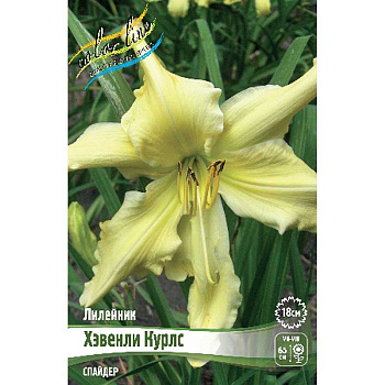 Лилейник Хэвенли Курлс I 25 шт Биг-пак 8243