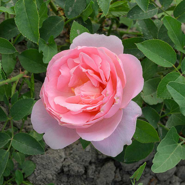 Роза Шраб Принцесса Шарлен де Монако Садовита