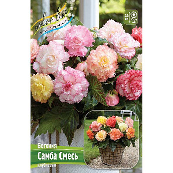 Бегония Самба Смесь 4/5 3 шт