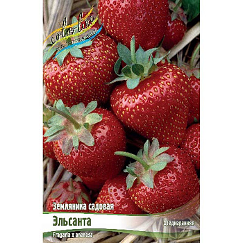 8205 Биг-Пак Земляника Садовая Эльсанта A 100 шт