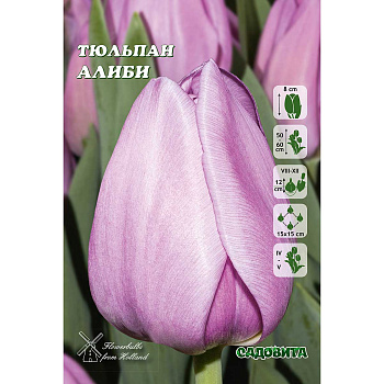 Тюльпан Алиби 11/12 7 шт Садовита