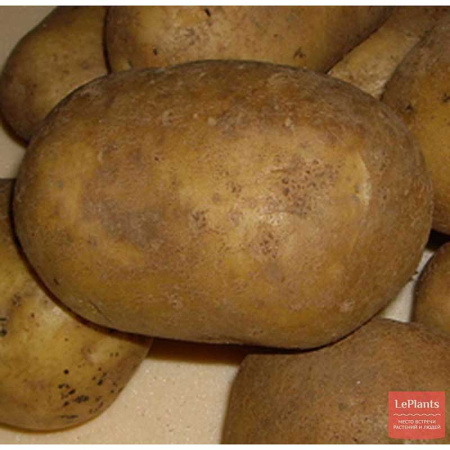 Картофель Тимо Суперэлита (коробка 15кг +/-5%)