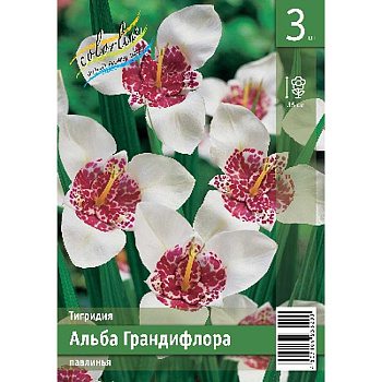 Тигридия Алба Грандифлора 7/9 3 Эконом шт 