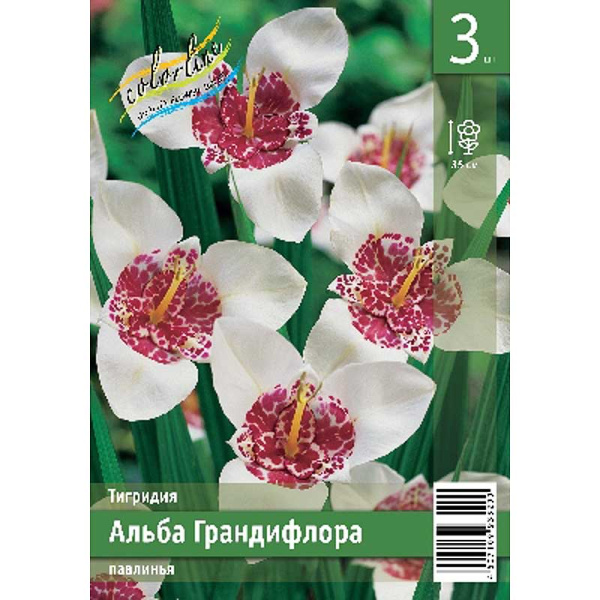 Тигридия Алба Грандифлора 7/9 3 Эконом шт 