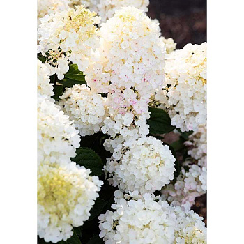 Гортензия Метельчатая Литтл Блоссом P12