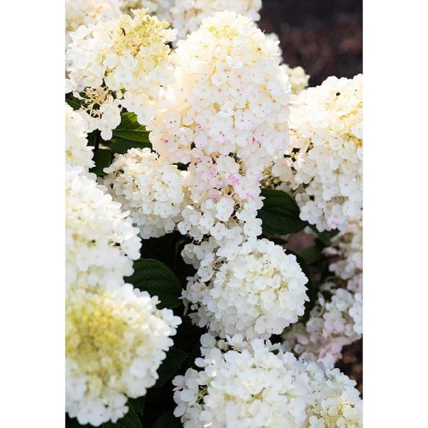 Гортензия Метельчатая Литтл Блоссом P12