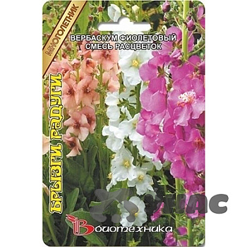 Вербаскум Брызги радуги фиолет смесь Биотехника Ц 