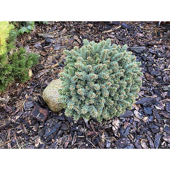 16564 Ель Канадская Метцгер 15-20см с комом ,шт