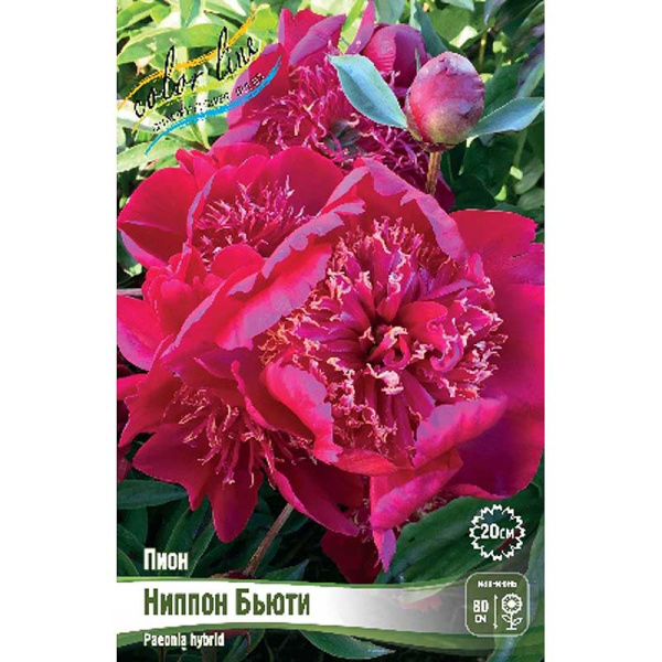 Пион Ниппон Бьюти 2/3 n 25 шт Биг-пак 8010 