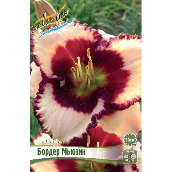 Лилейник Бордер Мьюзик I 25 шт Биг-пак 13397