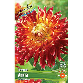 Георгина Акита I 15 шт Шоу-бокс 8889