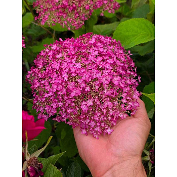 11147 Гортензия Древовидная Кандибелле Вайнгам P9 ,шт