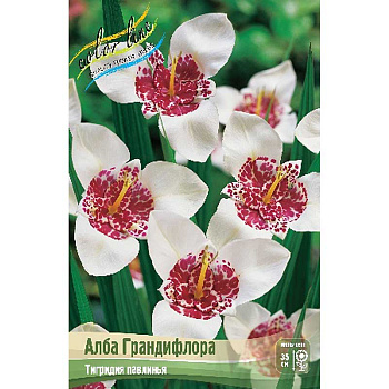 Тигридия Алба Грандифлора 7/9 200 шт Шоу-бокс 9221
