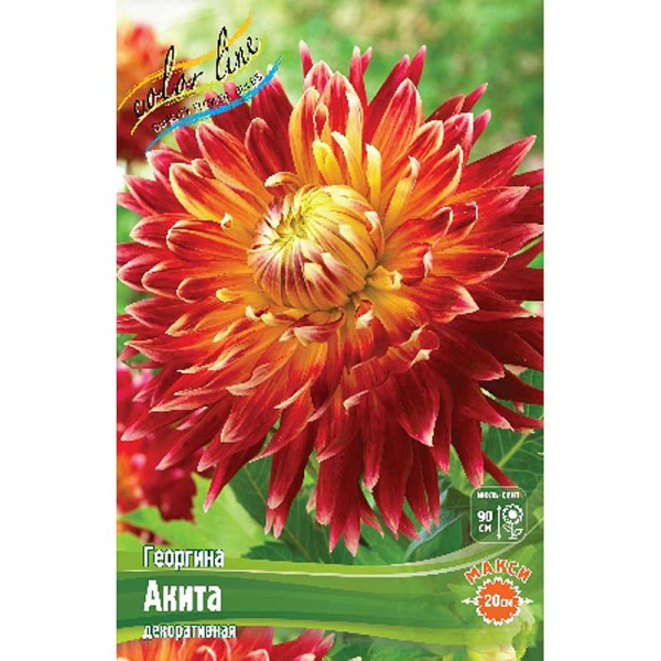 Георгина Акита I 15 шт Шоу-бокс 8889