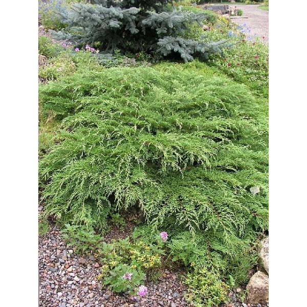 Микробиота Перекрестнопарная Видовая Норма P9 20-25