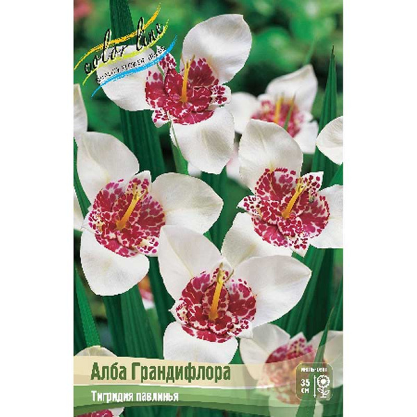 Тигридия Алба Грандифлора 7/9 200 шт Шоу-бокс 9221