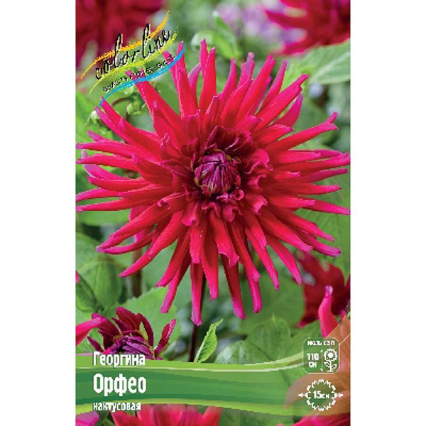 Георгина Орфео I 1 шт