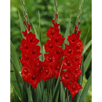 Гладиолус Масканьи 10/12 5 Эконом шт 