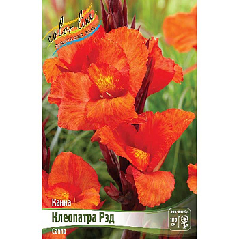 13494 Шоу-Бокс Канна (Коричн) Клеопатра Рэд I 15 шт