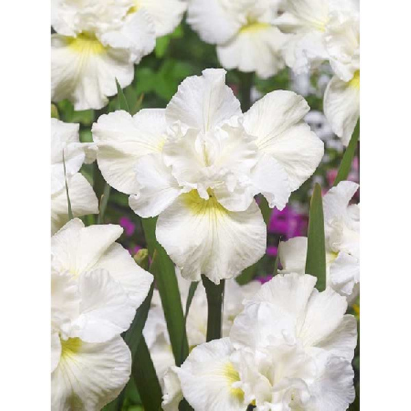 Ирис Сибирский Свонс Ин Флайт I 25 шт Биг-пак 1852