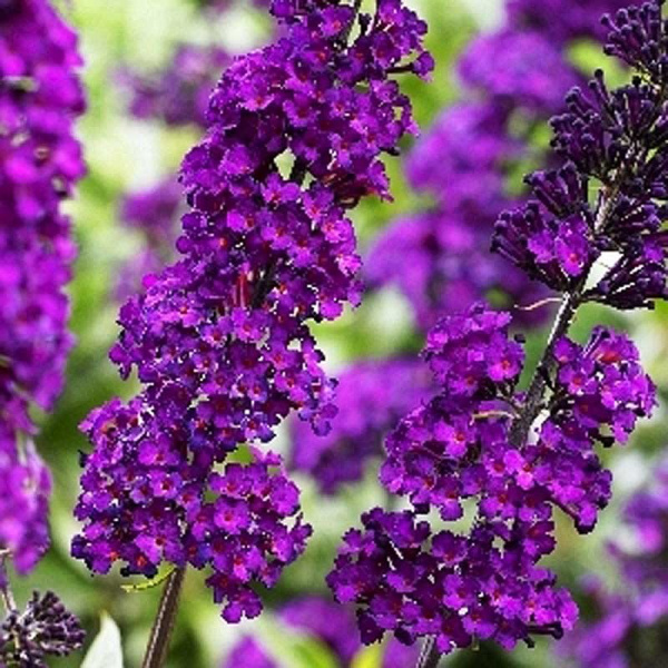 Буддлея Давида Ройал Ред P9