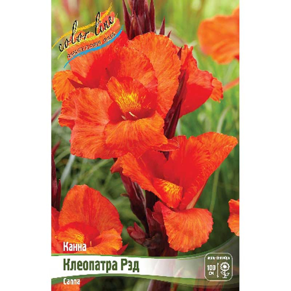 13494 Шоу-Бокс Канна (Коричн) Клеопатра Рэд I 15 шт