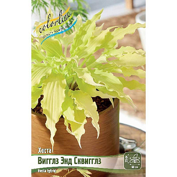 Хоста Вигглз Энд Сквигглз 1 n 1 шт 