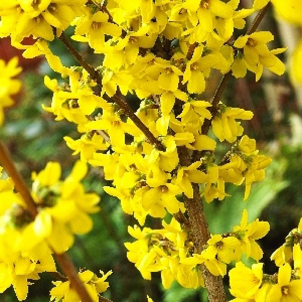 Форзиция Промежуточная Голдзаубер P9