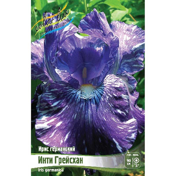 Ирис Германский Инти Грейсхан I 25 шт Биг-пак 1409