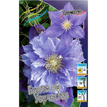 Клематис Бьюти Оф Уорчестер I 2 шт 
