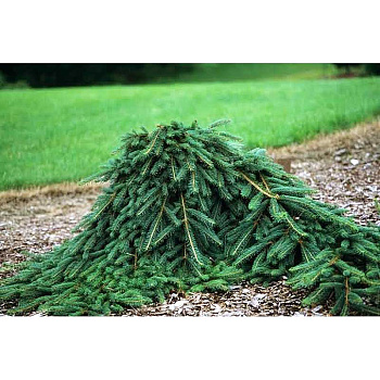 16545 Ель Обыкновенная Винглез Випер C10 70-80cm ,шт