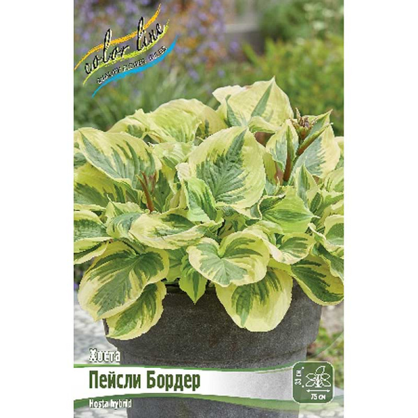 Хоста Пейсли Бордер 1 n 25 шт Биг-Пак 13437