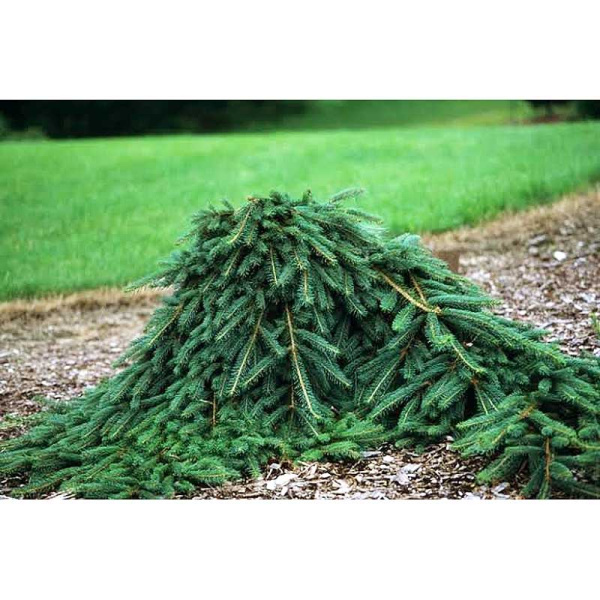 16545 Ель Обыкновенная Винглез Випер C10 70-80cm ,шт