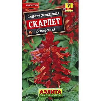 Сальвия Сверкающая Скарлетт Аэлита Ц 