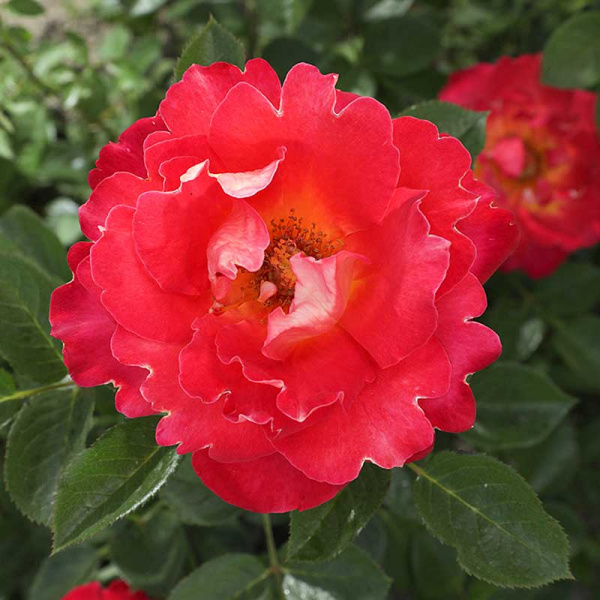 Роза шраб Декор Арлекин Мейян Садовита