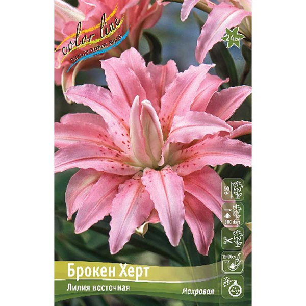Лилия Брокен Херт 12/14 25 шт Биг-пак 10302 