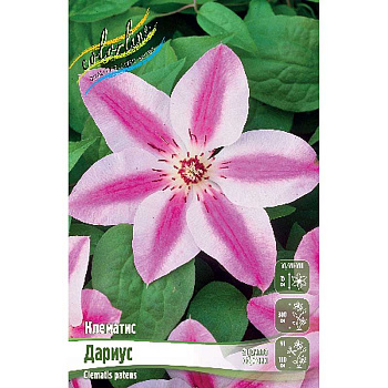 Клематис Дариус I 2 шт