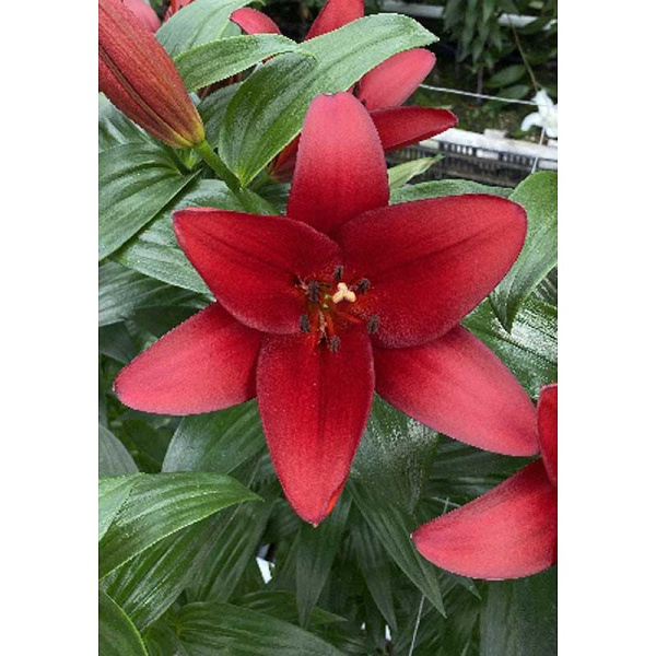 Лилия Орфео 10/12 2 Эконом шт 