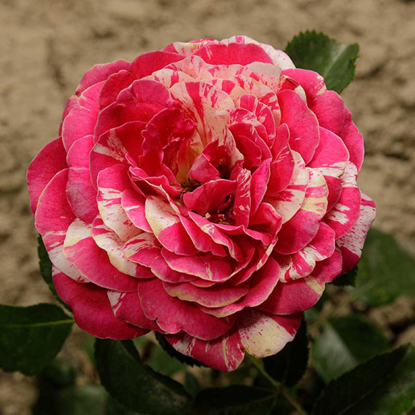 Роза чайно-гибридная ПапагеноСадовита