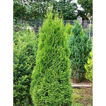Туя Западная Смарагд ball 100-125cm