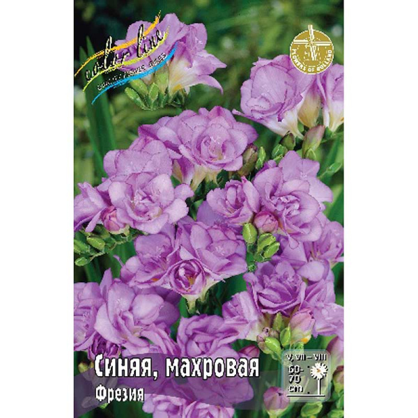 Фрезия Синяя, Махровая 5/6 10 шт 