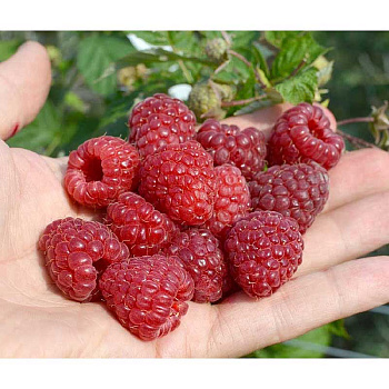 Малина Делнива P9