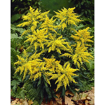 13667 Биг-Пак Золотарник Страхленкрон I 25 шт