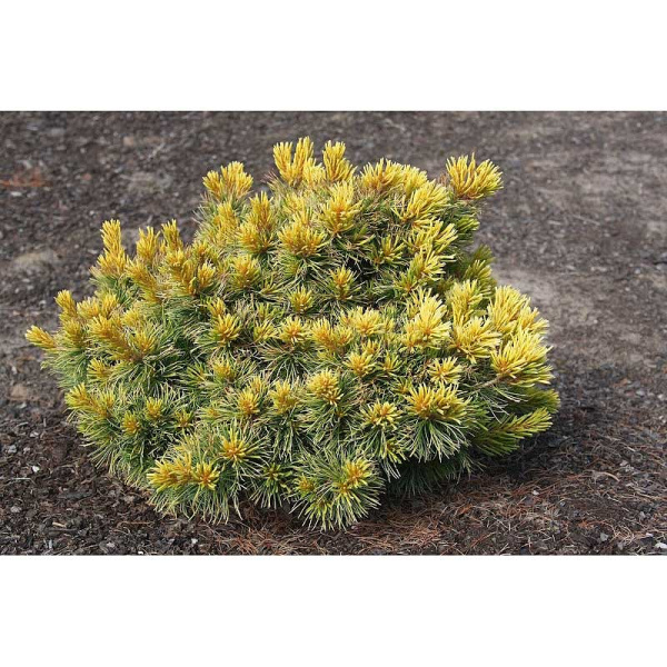 Сосна Мелкоцветковая Голдилокс C5 30-40cm