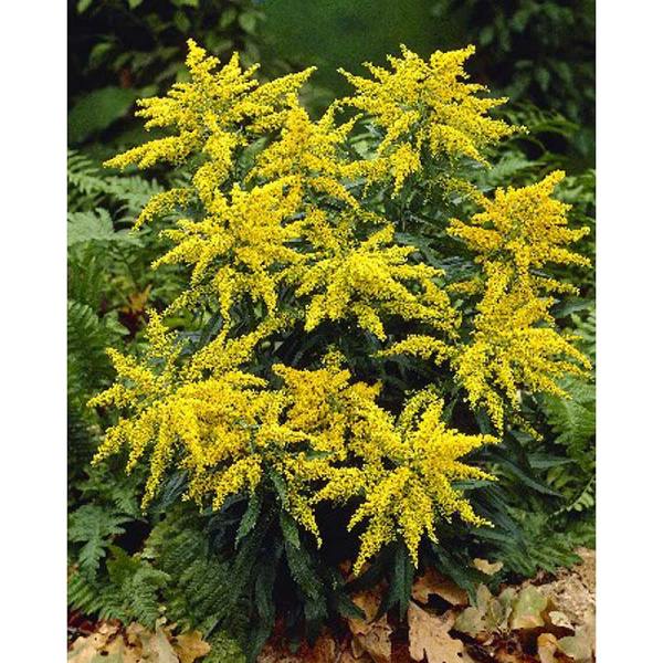 13667 Биг-Пак Золотарник Страхленкрон I 25 шт