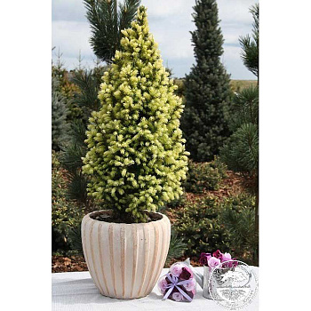 Ель Колючая Сан Оф Зе Скай P9