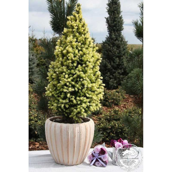 Ель Колючая Сан Оф Зе Скай P9